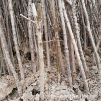 廠家批發(fā)流蘇樹苗嫁接桂花砧木油根子樹苗四月雪茶葉樹糯米花樹